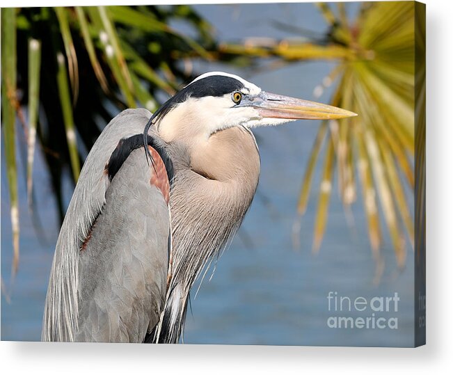 Heron Acrylic Print featuring the photograph Proud Great Blue Heron by Carol Groenen