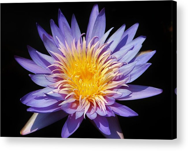 Flower Acrylic Print featuring the photograph Purple Lotus by Cynthia Guinn