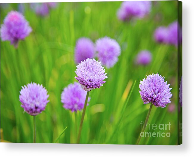 Flora Acrylic Print featuring the photograph Purple Spring 14 by Alex Art