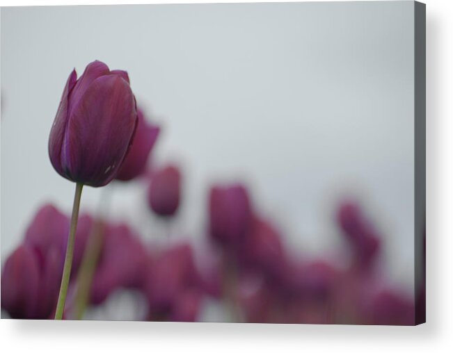 Tulips Acrylic Print featuring the photograph Purple Tulips by Jani Freimann
