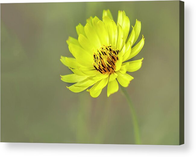 Asteraceae Acrylic Print featuring the photograph Putting my best face forward. by Usha Peddamatham