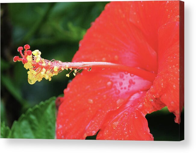 Flowers Acrylic Print featuring the photograph Rain Drops by Rod Whyte