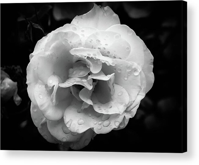 Rose Acrylic Print featuring the photograph Raindrops on Roses by Alison Frank