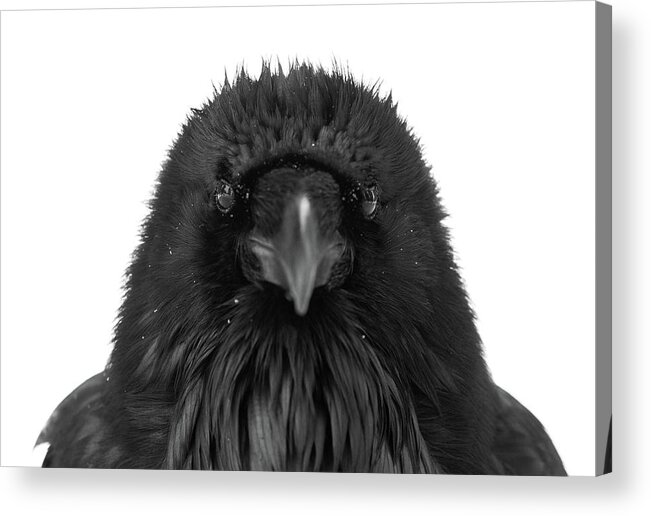 Common Raven Acrylic Print featuring the photograph Raven Portrait by Max Waugh