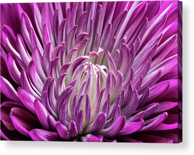 Flower Acrylic Print featuring the photograph Reaching Out by Tammy Ray