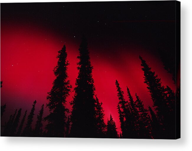 Mp Acrylic Print featuring the photograph Red Aurora Borealis Over Boreal Forest by Michael Quinton