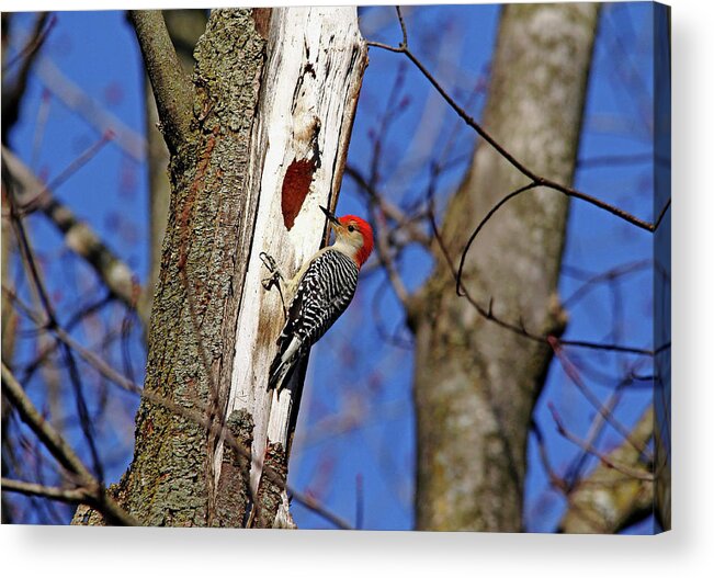 Woodpecker Acrylic Print featuring the photograph Red Bellied Woodpecker by Debbie Oppermann