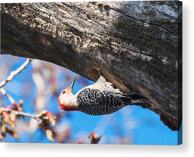 Red-bellied Woodpecker Acrylic Print featuring the photograph Red-bellied Woodpecker House Building by Ed Peterson