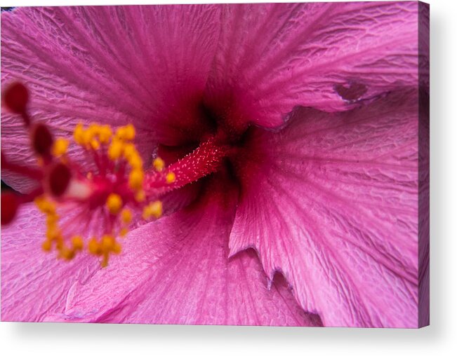 Red Acrylic Print featuring the photograph Red Bloom - PLA302 by Gordon Sarti