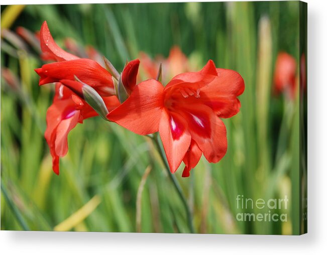 Flower Acrylic Print featuring the photograph Red Flower by Jan Daniels