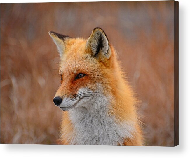 Red Fox Acrylic Print featuring the photograph Red Fox 4 by Raymond Salani III