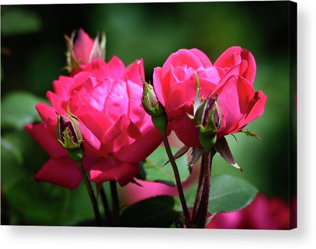 Red Knock-out Roses Acrylic Print featuring the photograph Red Knock-out Roses by Debra Martz