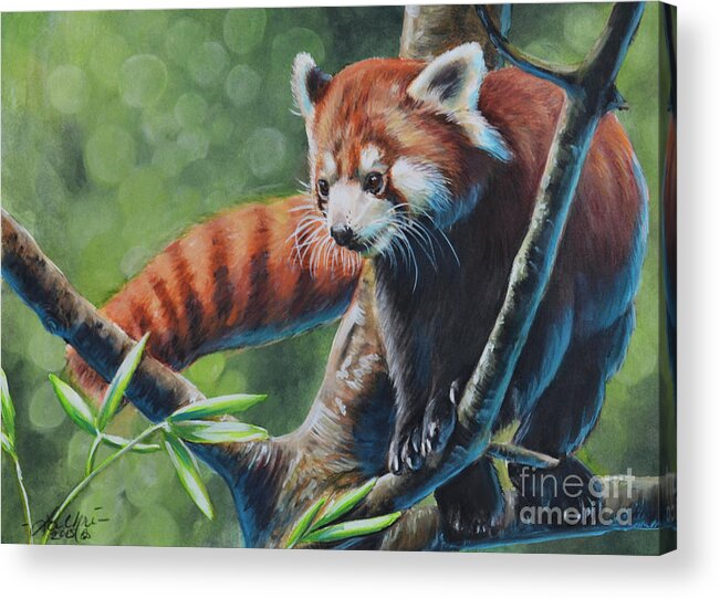 Red Panda Acrylic Print featuring the painting Red Panda by Lachri
