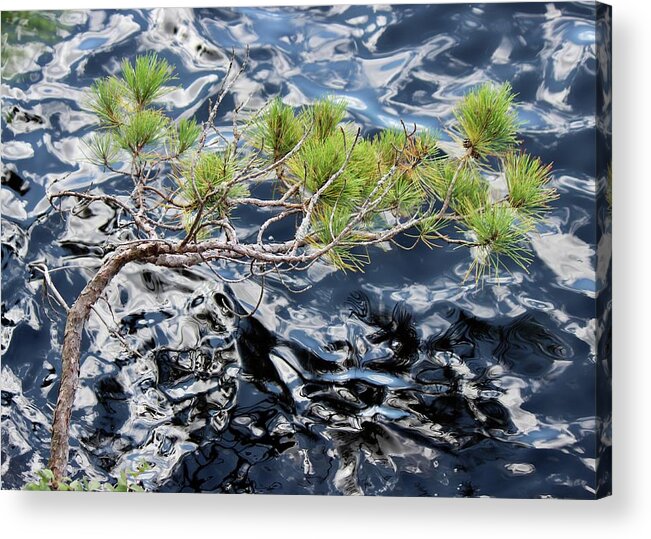 Pinus Resinosa Acrylic Print featuring the photograph Red Pine by David Pickett