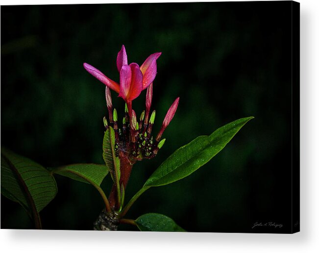 Red Flower Acrylic Print featuring the photograph Red Plumeria by John A Rodriguez