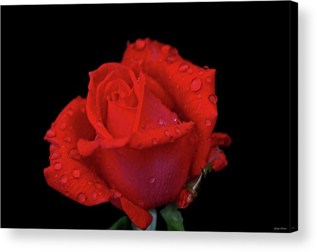 Rose Acrylic Print featuring the photograph Red Rose 013 by George Bostian
