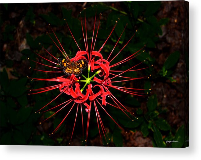 Spiser Lily Acrylic Print featuring the photograph Red Spider Lily and Painted Lady Butterfly 001 by George Bostian