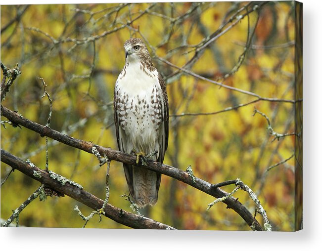 Red Acrylic Print featuring the photograph Red Tail Hawk 9887 by Michael Peychich