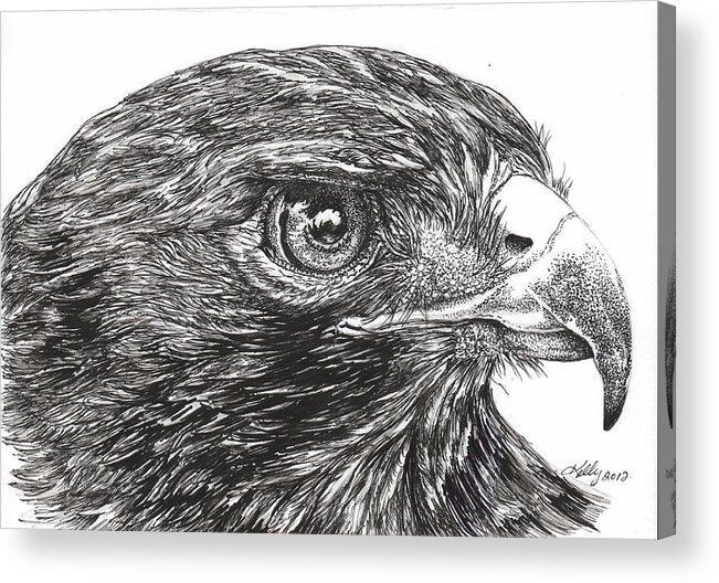 Bird Acrylic Print featuring the drawing Red Tail Hawk by Kathleen Kelly Thompson