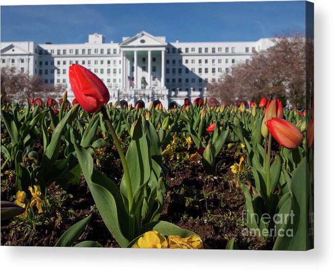 Photography Acrylic Print featuring the photograph Red Tulip at the Greenbrier by Laurinda Bowling