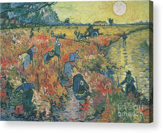 Van Gogh Acrylic Print featuring the painting Red Vineyards at Arles by Vincent van Gogh