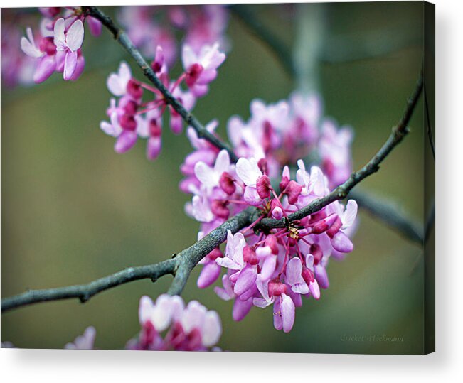 Redbud Acrylic Print featuring the photograph Redbud by Cricket Hackmann
