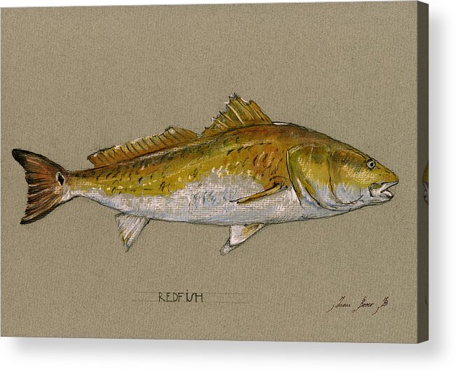 Bonefish Art Acrylic Print featuring the painting Redfish painting by Juan Bosco