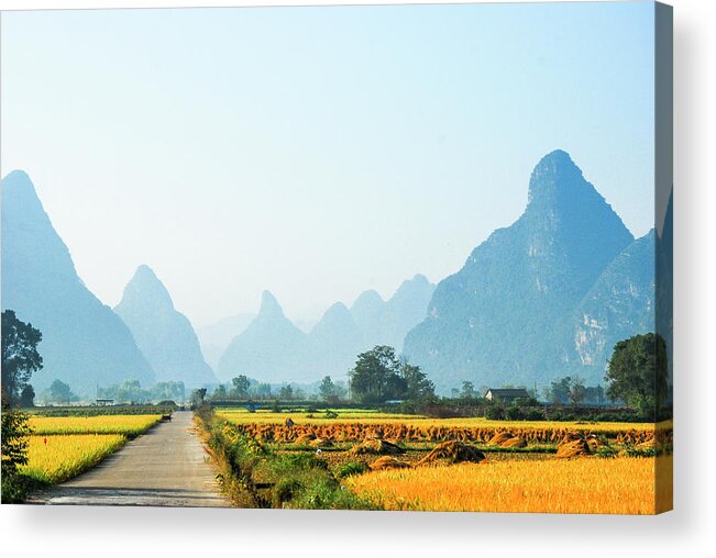 Rice Acrylic Print featuring the photograph Rice fields scenery in autumn by Carl Ning