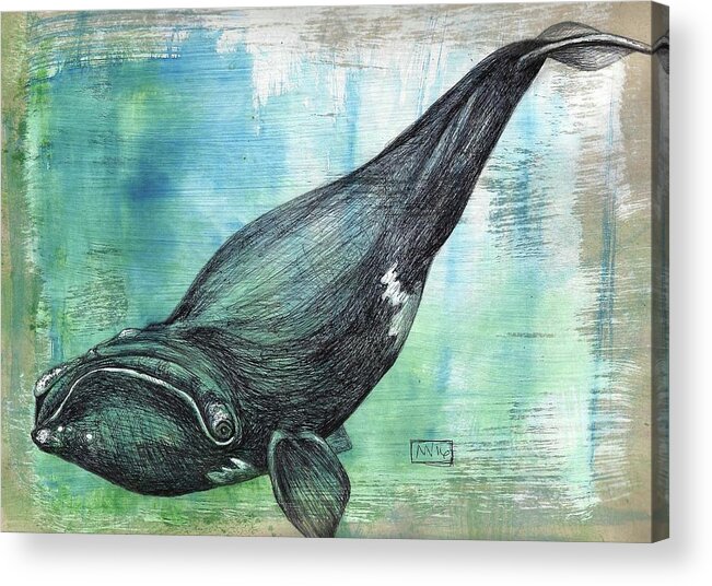 Right Whale Acrylic Print featuring the mixed media Right Whale by AnneMarie Welsh