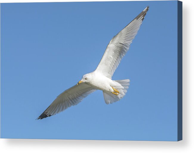 Ring-billed; Seagull Acrylic Print featuring the photograph Ring-billed Gull 9673-02231-1cr by Tam Ryan