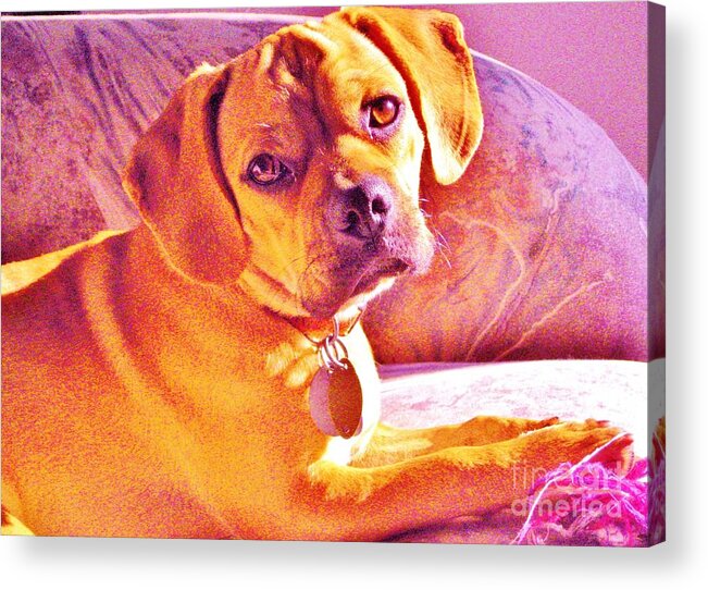 Dog Acrylic Print featuring the photograph Ripple by Susan Carella