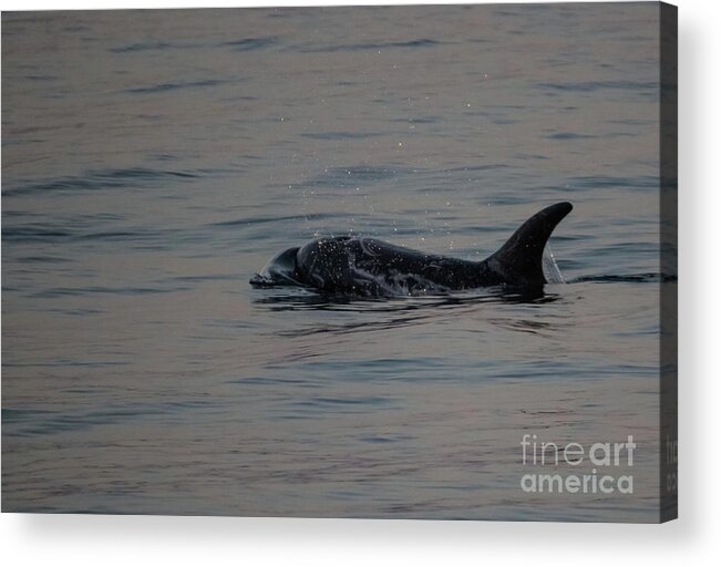 Risso's Dolphins Acrylic Print featuring the photograph Risso's Dolphins by Suzanne Luft
