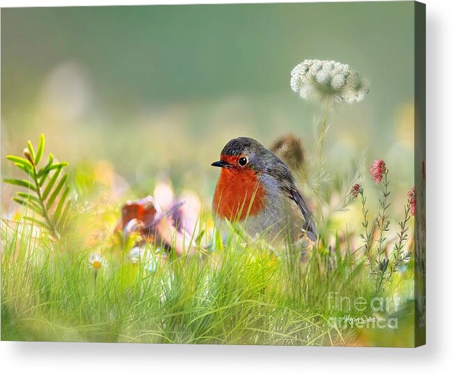 Robin Acrylic Print featuring the mixed media Robin Red Breast by Morag Bates