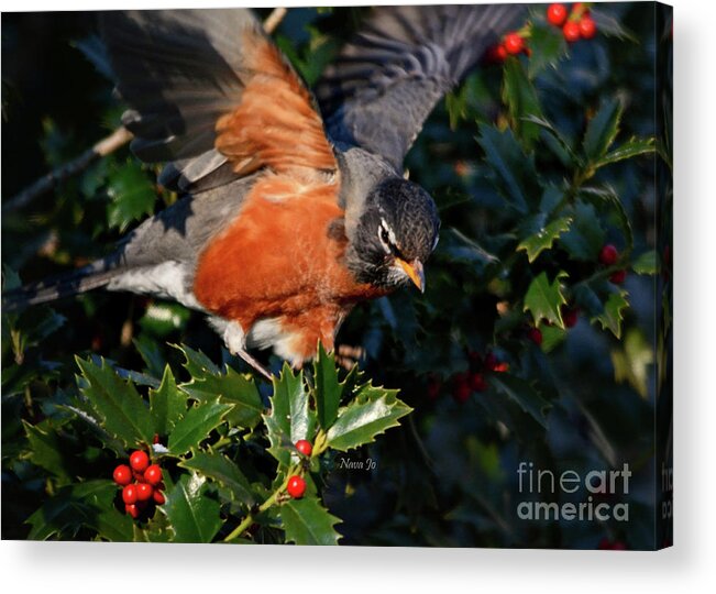 Nature Acrylic Print featuring the photograph Robin With Berries by Nava Thompson