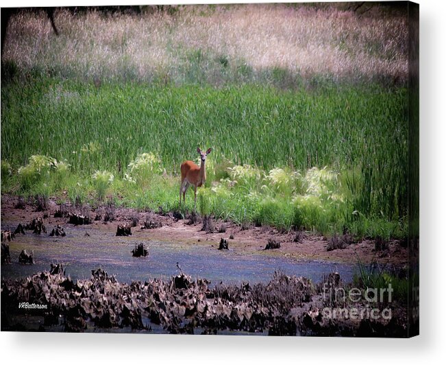 Deer Acrylic Print featuring the photograph Rocky Mountain Arsenal National Wildlife Refuge by Veronica Batterson