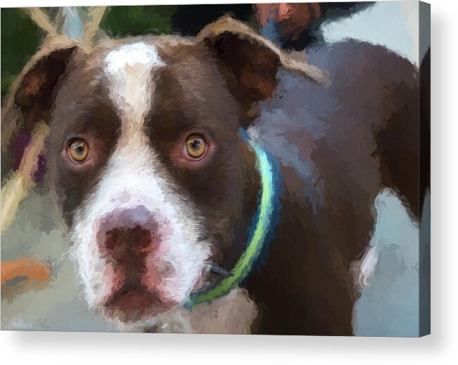 Dog Acrylic Print featuring the digital art Rocky the Renoir by Bill Linhares