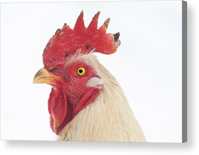 Chicken Acrylic Print featuring the photograph Rooster Named Spot by Troy Stapek