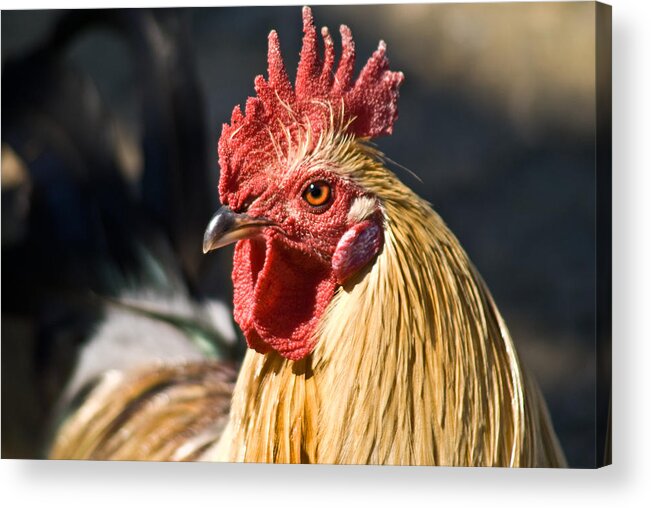 Rooster Acrylic Print featuring the photograph Rooster Up Close and Personal by Douglas Barnett