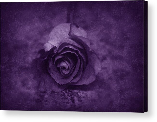 Purple Acrylic Print featuring the photograph Rose - Purple by Angie Tirado