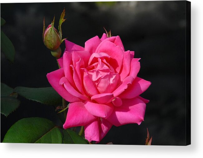 Rose Acrylic Print featuring the photograph Flowers 712 by Joyce StJames
