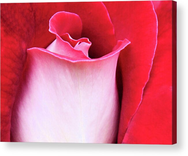 Rose Acrylic Print featuring the photograph Rose Petals by Kristin Elmquist