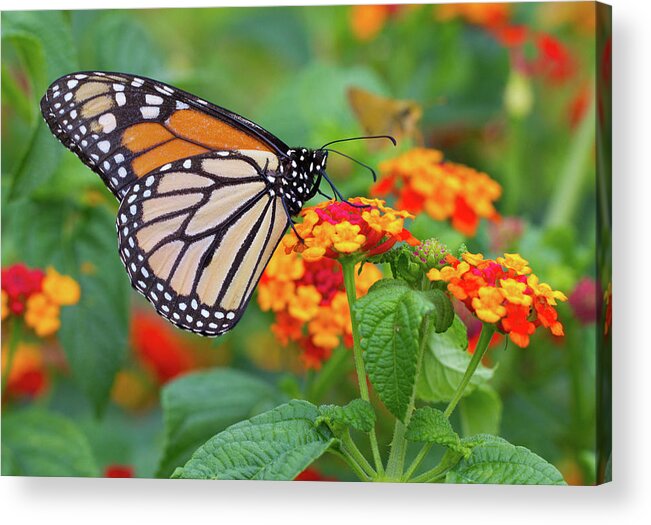 Butterfly Acrylic Print featuring the photograph Royal Butterfly by Shelley Neff