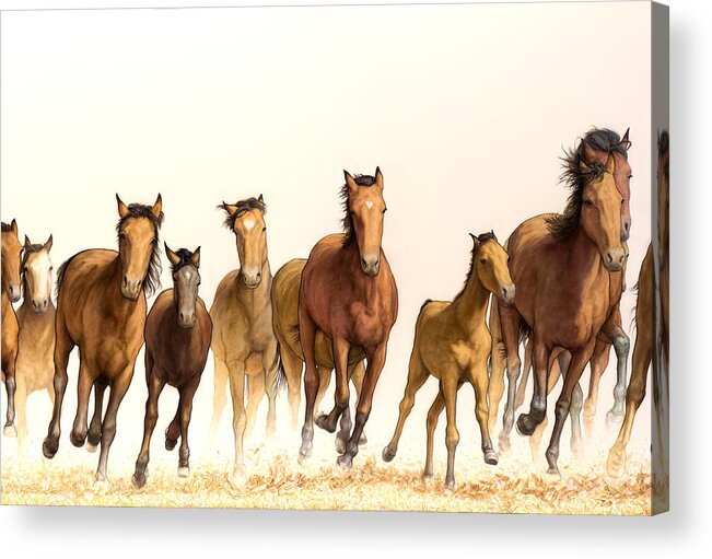 Running Acrylic Print featuring the painting Running Horses by James W Johnson