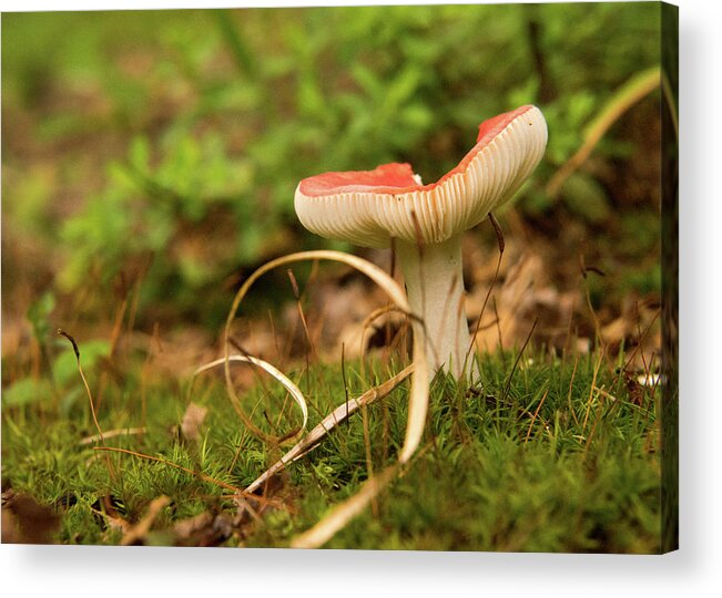 Fungi Acrylic Print featuring the photograph Russula Grass and Moss by Douglas Barnett