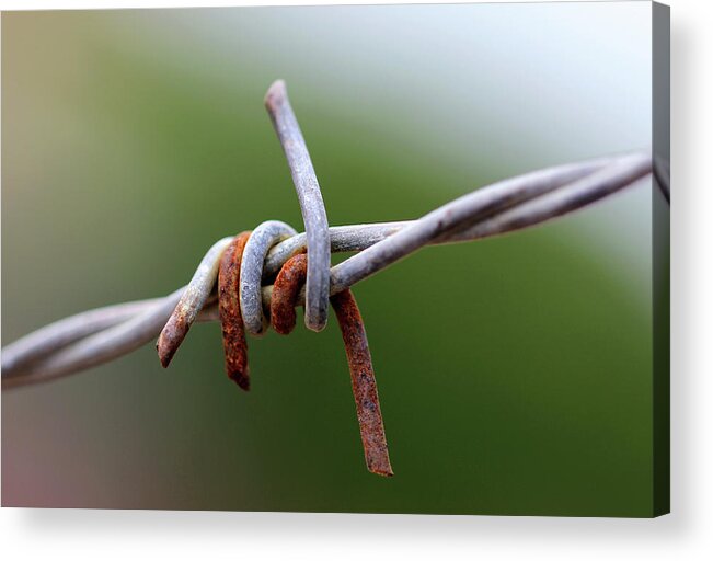 Minimal Acrylic Print featuring the photograph Rusted Barb Wire by Prakash Ghai