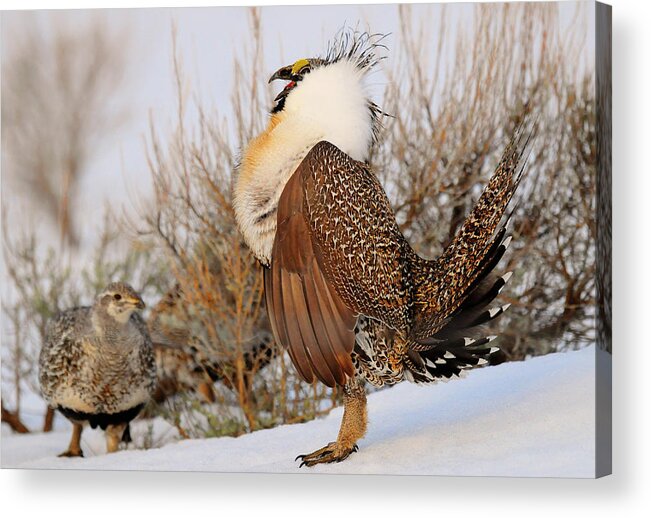 Bird Acrylic Print featuring the photograph Sage Grouse Strut by Dennis Hammer