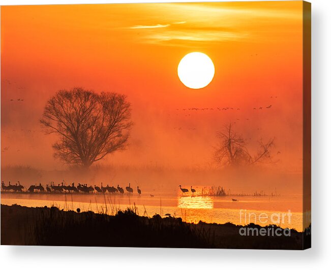 Sunrise Acrylic Print featuring the photograph Sandhill Cranes In The Misty Sunrise by Mimi Ditchie