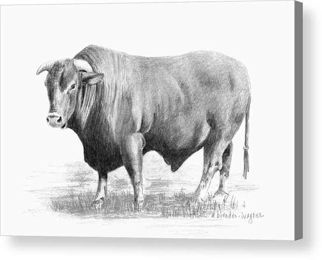  Bull Acrylic Print featuring the drawing Santa Gertrudis Bull by Arline Wagner