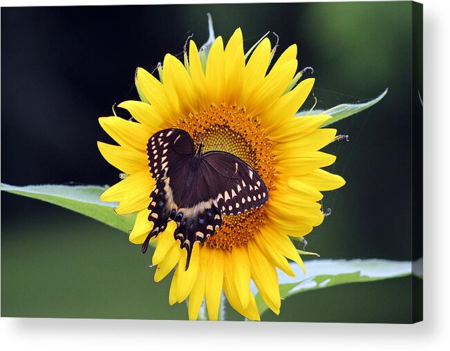Butterfly Acrylic Print featuring the photograph Satisfaction by DB Hayes