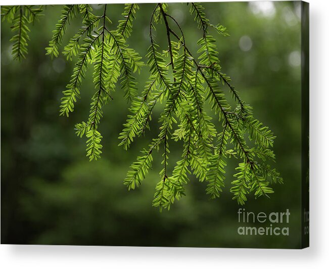 Pine Acrylic Print featuring the photograph Scents Of Summer by Mike Eingle